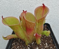 Heliamphora pulchella Churi Tepui (adult pitchers)